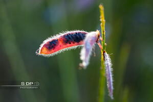 Credit-Photo.SdP-Photography.mention-legale-obligatoire.Photo-Nr-8984