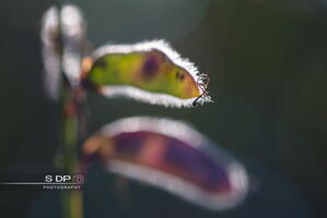 Credit-Photo.SdP-Photography.mention-legale-obligatoire.Photo-Nr-8986