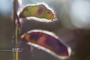 Credit-Photo.SdP-Photography.mention-legale-obligatoire.Photo-Nr-8988