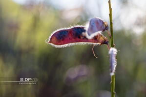 Credit-Photo.SdP-Photography.mention-legale-obligatoire.Photo-Nr-8992