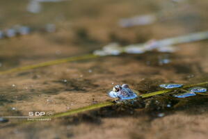 Credit-Photo.SdP-Photography.mention-legale-obligatoire.Photo-Nr-9017