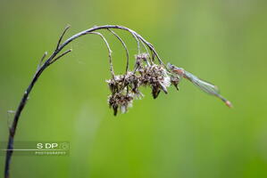 Credit-Photo.SdP-Photography.mention-legale-obligatoire.Photo-Nr-9020
