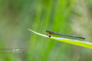 Credit-Photo.SdP-Photography.mention-legale-obligatoire.Photo-Nr-9074