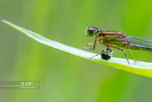 Credit-Photo.SdP-Photography.mention-legale-obligatoire.Photo-Nr-9075