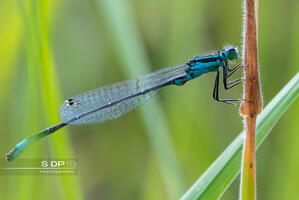 Credit-Photo.SdP-Photography.mention-legale-obligatoire.Photo-Nr-9083