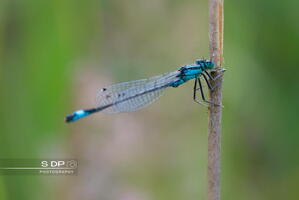 Credit-Photo.SdP-Photography.mention-legale-obligatoire.Photo-Nr-9092