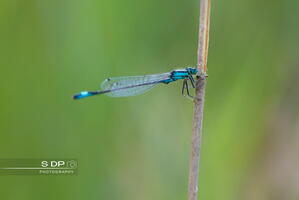 Credit-Photo.SdP-Photography.mention-legale-obligatoire.Photo-Nr-9100