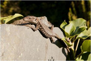 le lezard