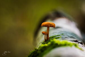 Champignon alain-groo 001