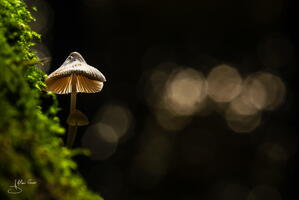 Champignon alain-groo 003