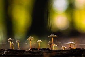 Champignon alain-groo 004