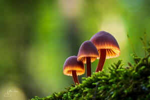 Champignon alain-groo 005