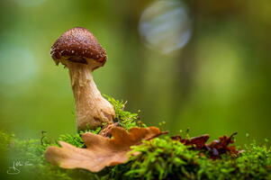 Champignon alain-groo 006
