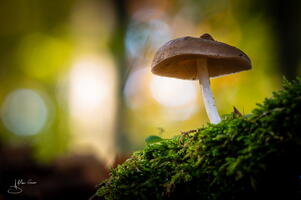 Champignon alain-groo 007
