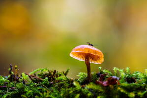 Champignon alain-groo 008