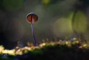 Champignon alain-groo 009