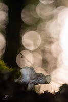 Champignon alain-groo 010