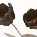 2 tulipes