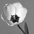 Tulipe blanche