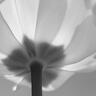 Tulipe blanche 3
