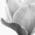 Tulipe jaune