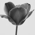 tulipe rouge
