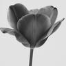 tulipe rouge