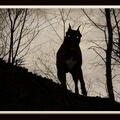 au crepuscule