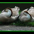 duo dodo