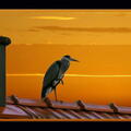le heron