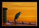 le heron