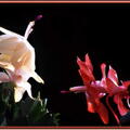 reverence