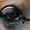 dans l'oeil