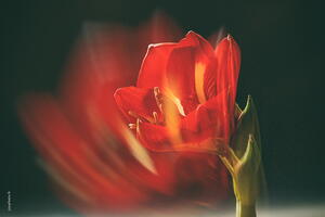 Variations dans le Rouge 01