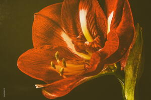 Variations dans le Rouge 02