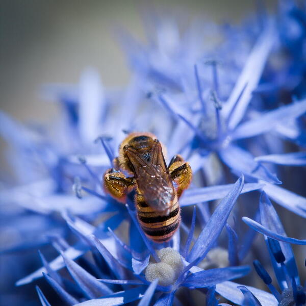 buzzz butine.jpg