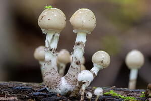 Champignon