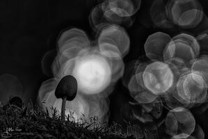 Champignon