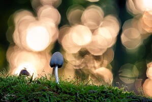 Champignon