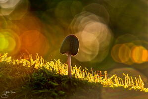 Champignon