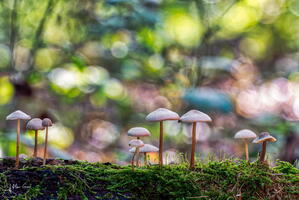 Champignon