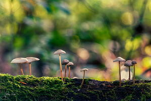Champignon