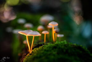 Champignon