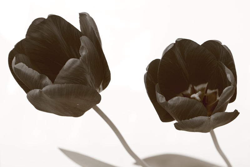 2_tulipes.jpg