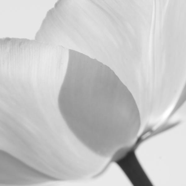 Tulipe_blanche_2.JPG
