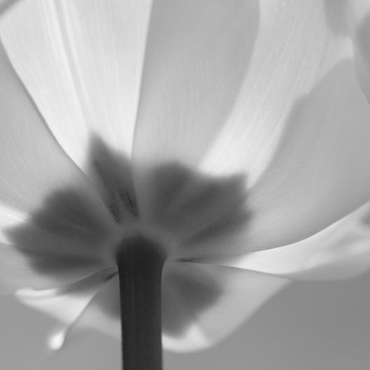 Tulipe_blanche_3.JPG