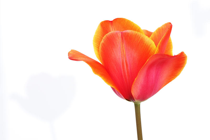 tulipe_orange.jpg